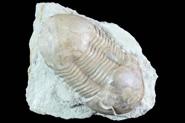 Caudillaenus Oblongatus Trilobite - Russia #89059